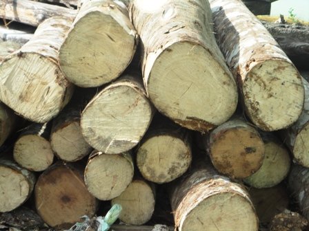 Madera Incautada en los bueyes de Villa Trina